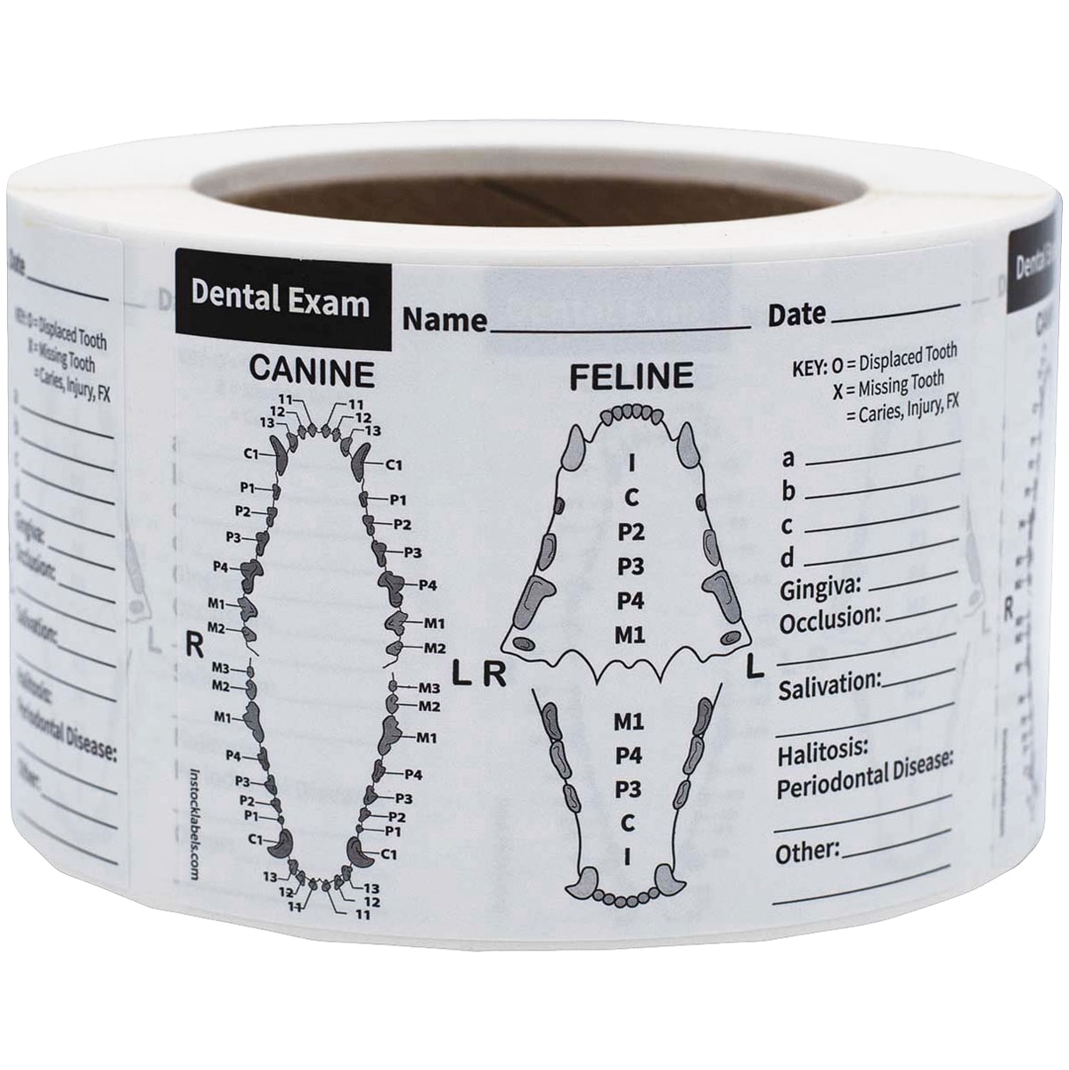 Canine and Feline Dental Exam Labels | 3" x 4" QTY 500