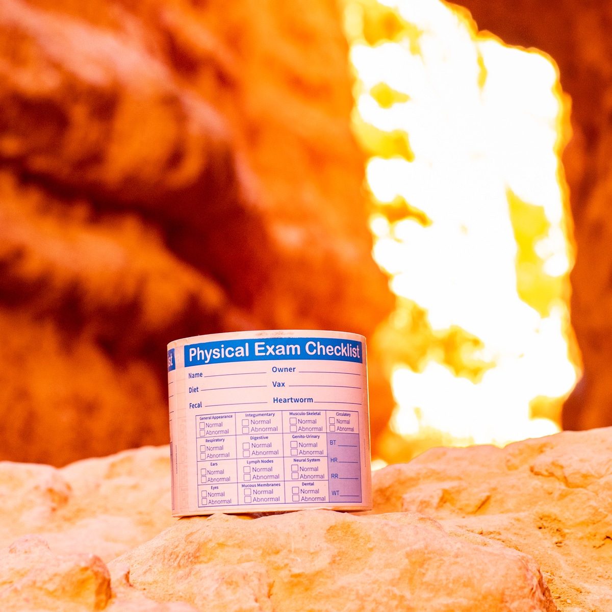 Vet Stickers Pet Physical Exam Checklist QTY 500 Vet Stickers Pet Physical Exam Checklist QTY 500